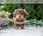 Small Photo #15 Dachshund Puppy For Sale in GOSHEN, OH, USA