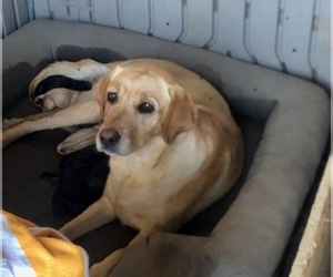 Labrador Retriever Litter for sale in PASO ROBLES, CA, USA