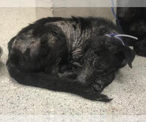 German Shepherd Dog Dogs for adoption in Conroe, TX, USA
