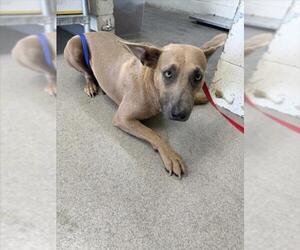Mutt Dogs for adoption in San Bernardino, CA, USA