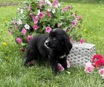 Small #3 Bernese Mountain Dog