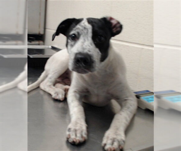 Medium Photo #1 Pointer-Unknown Mix Puppy For Sale in Fayetteville, NC, USA