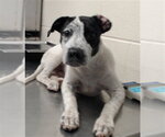 Small Pointer Mix