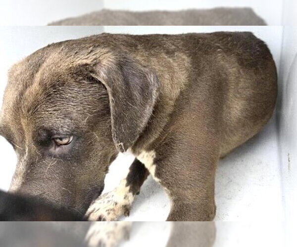 Medium Photo #1 Labrador Retriever-Unknown Mix Puppy For Sale in Houston, TX, USA