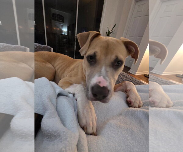 Medium Photo #9 Mutt Puppy For Sale in Orlando, FL, USA