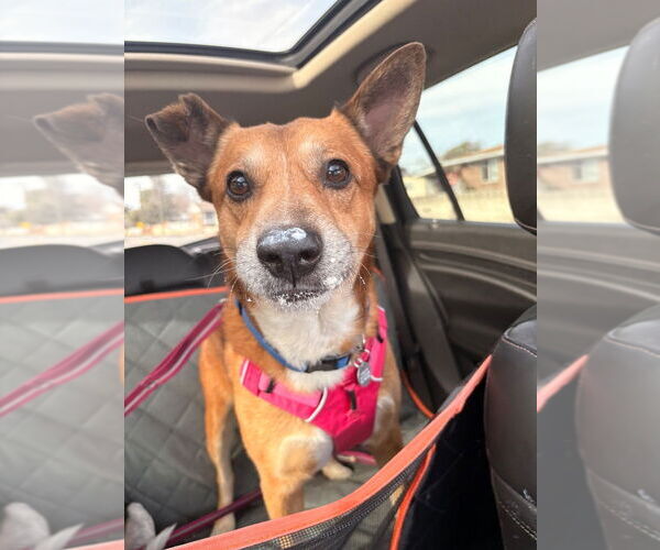 Medium Photo #7 Mutt Puppy For Sale in Salt Lake City, UT, USA