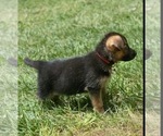 Small Photo #12 German Shepherd Dog Puppy For Sale in CHARLOTTE, NC, USA