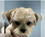 Small #3 Shih Tzu