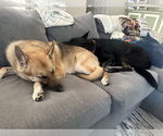 Small #2 German Shepherd Dog