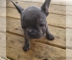 Small Photo #2 French Bulldog Puppy For Sale in HOFFMAN ESTATES, IL, USA