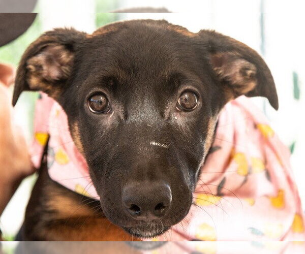 Medium Photo #2 German Shepherd Dog-Unknown Mix Puppy For Sale in San Andreas, CA, USA
