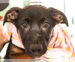 Small #1 German Shepherd Dog Mix