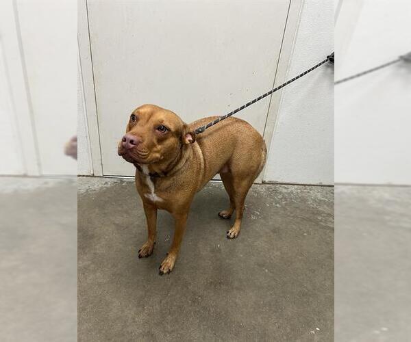 Medium Photo #1 Bulldog-Rhodesian Ridgeback Mix Puppy For Sale in Rosenberg, TX, USA