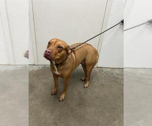 Bulldog-Rhodesian Ridgeback Mix Dogs for adoption in Rosenberg, TX, USA