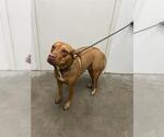 Small Bulldog-Rhodesian Ridgeback Mix