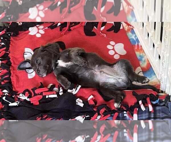 Medium Photo #2 American Pit Bull Terrier-Chihuahua Mix Puppy For Sale in Springdale, PA, USA