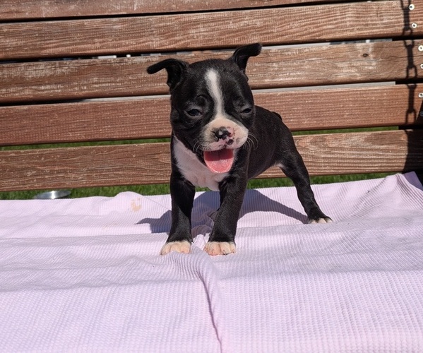 Medium Photo #1 Boston Terrier Puppy For Sale in GOSHEN, IN, USA