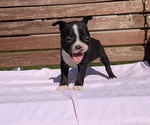 Puppy Roxy Boston Terrier