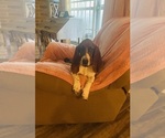 Small Photo #1 Basset Hound Puppy For Sale in MISSOURI CITY, TX, USA