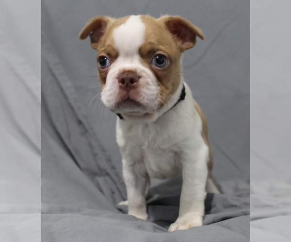 Medium Photo #6 Boston Terrier Puppy For Sale in BROOKSVILLE, FL, USA