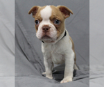 Small #5 Boston Terrier