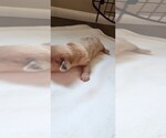 Small Dachshund