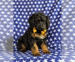 Small Photo #2 Double Doodle Puppy For Sale in CHRISTIANA, PA, USA