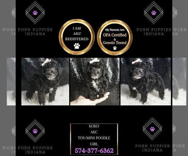 Medium Photo #2 Poodle (Toy) Puppy For Sale in WARSAW, IN, USA