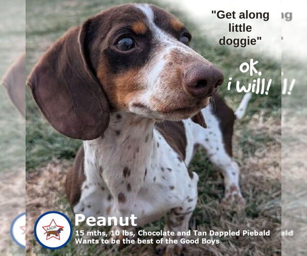 Medium Photo #1 Dachshund Puppy For Sale in Shelbyville, TN, USA