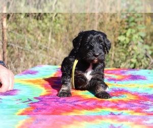 Goldendoodle Puppy for sale in UNION CITY, TN, USA
