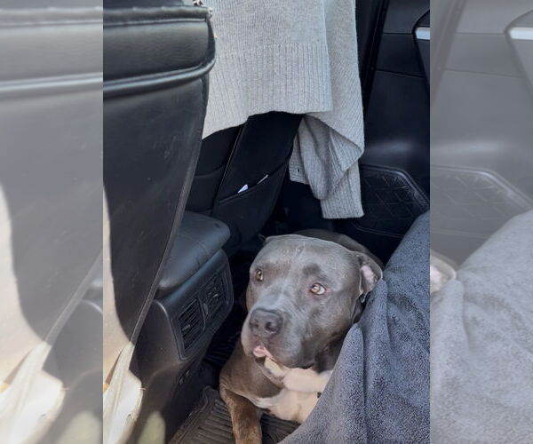 Medium Photo #3 American Pit Bull Terrier Puppy For Sale in Woodland Hills, CA, USA