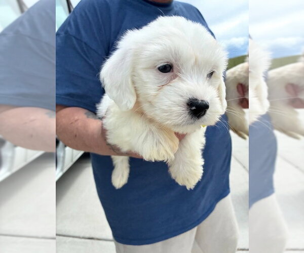 Medium Photo #3 Poodle (Miniature)-Unknown Mix Puppy For Sale in Lakewood, CO, USA