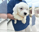 Small #2 Poodle (Miniature) Mix