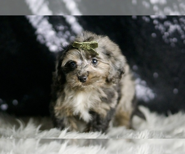 Medium Photo #5 YorkiePoo Puppy For Sale in WARSAW, IN, USA