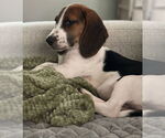 Small #7 Bagle Hound