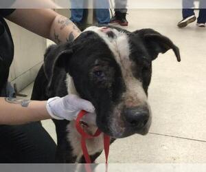 Mutt Dogs for adoption in Riverside, CA, USA