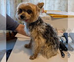 Small #1 Mutt