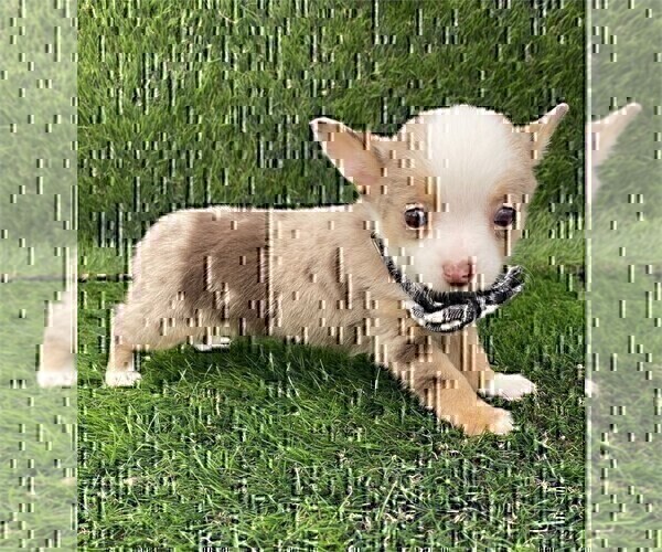 Medium Photo #15 Chihuahua Puppy For Sale in AVONDALE ESTATES, GA, USA