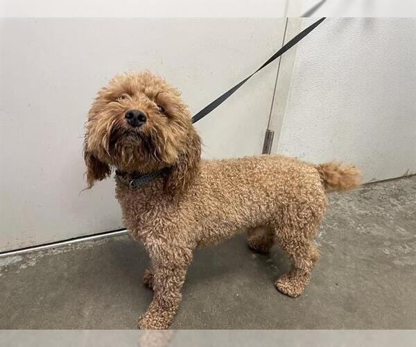Medium Photo #1 Poodle (Toy) Puppy For Sale in Rosenberg, TX, USA