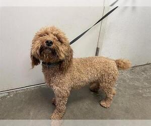 Poodle (Toy) Dogs for adoption in Rosenberg, TX, USA