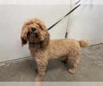 Small Poodle (Toy)
