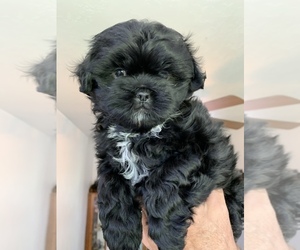 Shih Tzu Puppy for sale in HYRUM, UT, USA