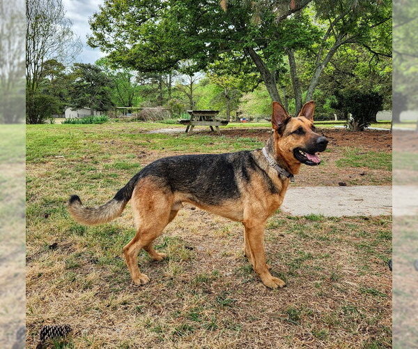 Medium Photo #3 German Shepherd Dog Puppy For Sale in La Grange , NC, USA