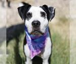 Small American Staffordshire Terrier Mix