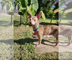 Small #6 Chihuahua