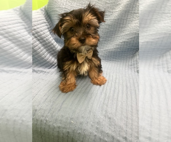 Medium Photo #1 Morkie Puppy For Sale in RANDOLPH, MA, USA