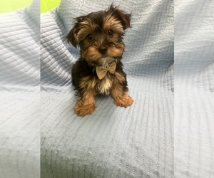Morkie Puppy for sale in RANDOLPH, MA, USA