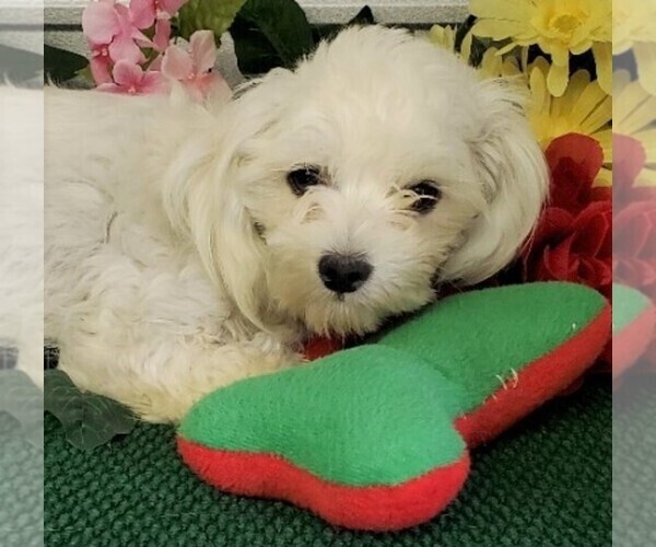 Medium Photo #1 Maltipoo Puppy For Sale in CASSVILLE, MO, USA