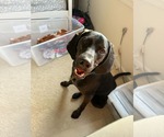 Small #2 Mutt