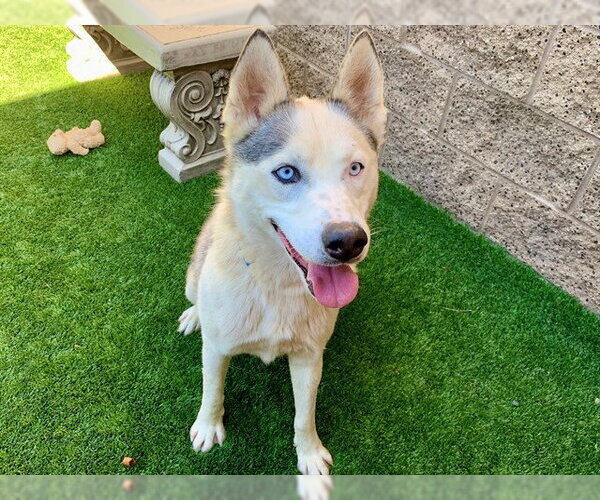 Medium Photo #2 Siberian Husky-Unknown Mix Puppy For Sale in Moreno Valley, CA, USA